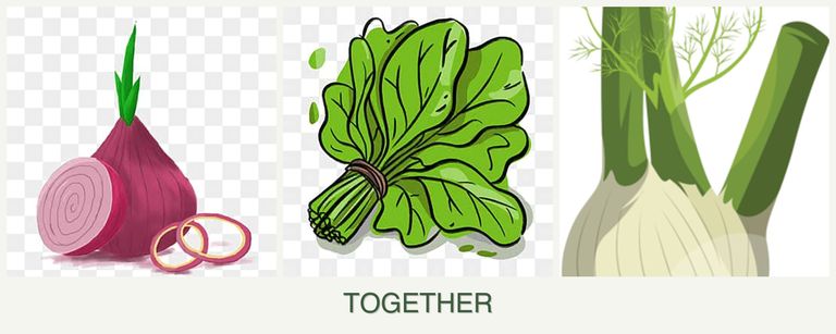 Can you plant onions, spinach and fennel together?