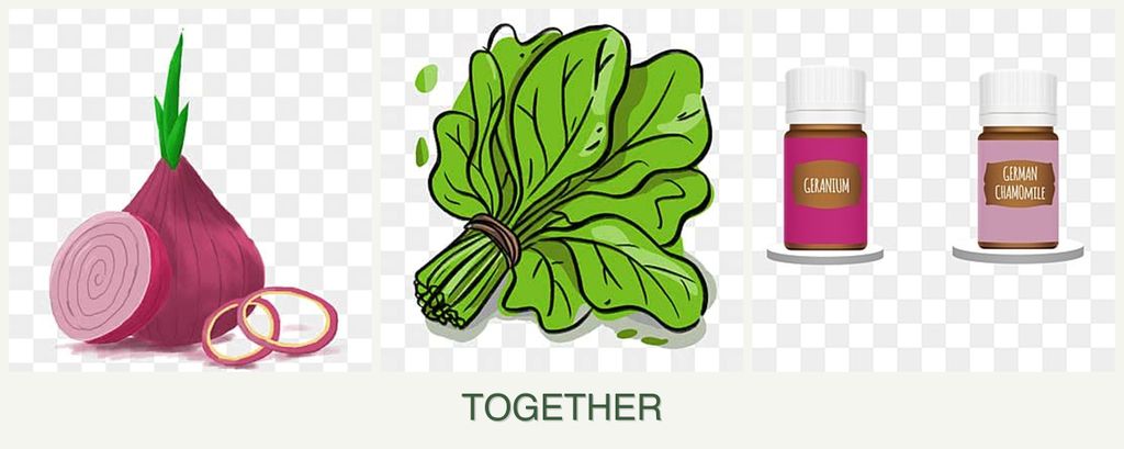 Can you plant onions, spinach and geraniums together?