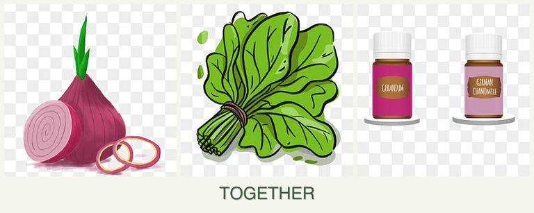 Can you plant onions, spinach and geraniums together?