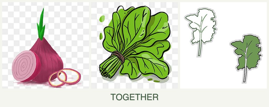 Can you plant onions, spinach and kale together?