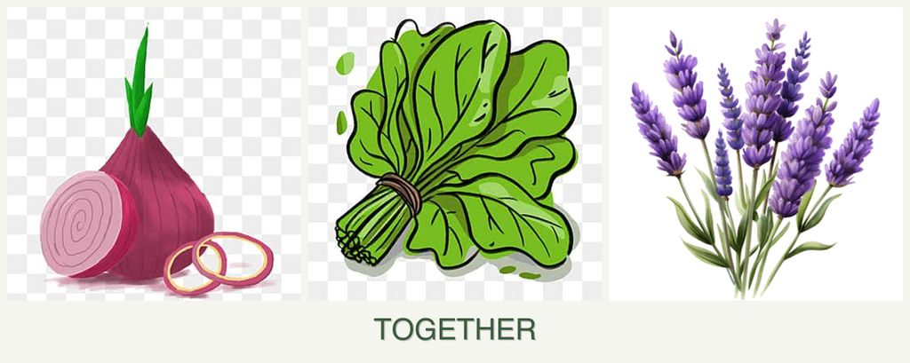 Can you plant onions, spinach and lavender together?