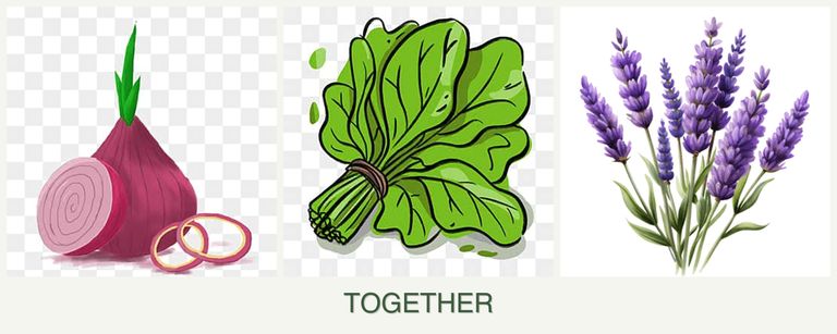 Can you plant onions, spinach and lavender together?