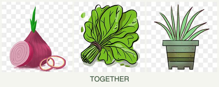 Can you plant onions, spinach and lemongrass together?