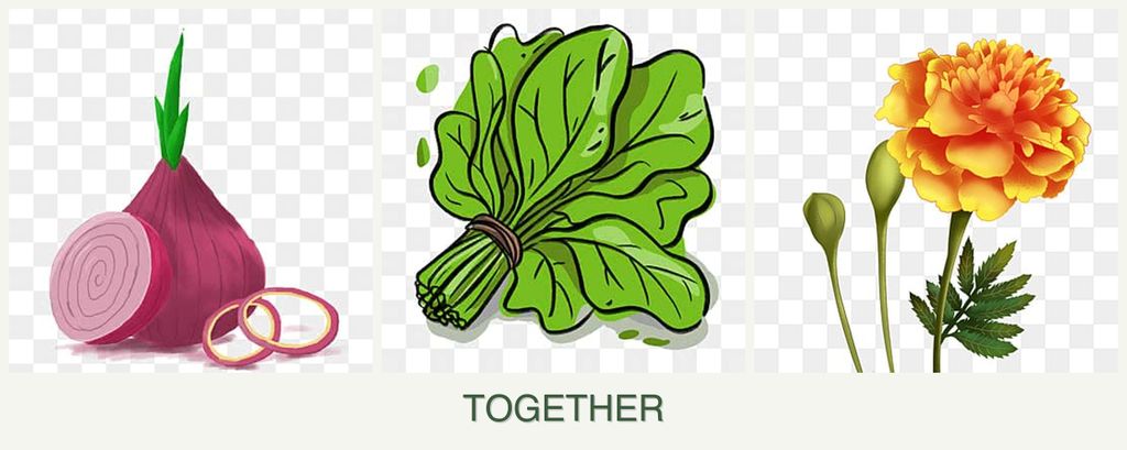 Can you plant onions, spinach and marigolds together?