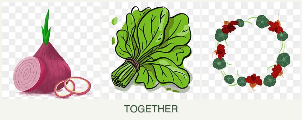 Can you plant onions, spinach and nasturtiums together?