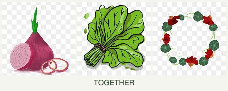 Can you plant onions, spinach and nasturtiums together?