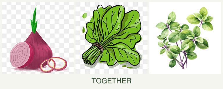 Can you plant onions, spinach and oregano together?