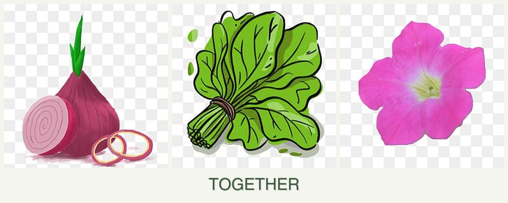 Can you plant onions, spinach and petunias together?