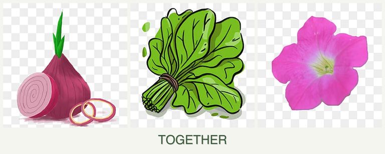 Can you plant onions, spinach and petunias together?
