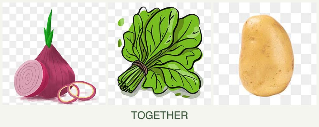 Can you plant onions, spinach and potatoes together?