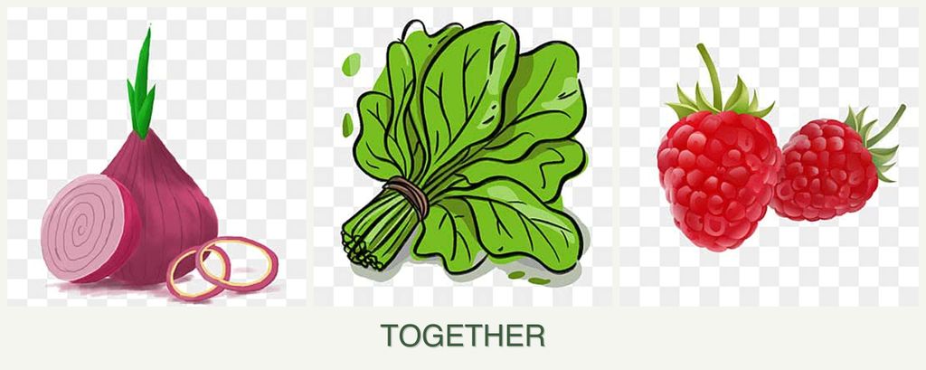 Can you plant onions, spinach and raspberries together?