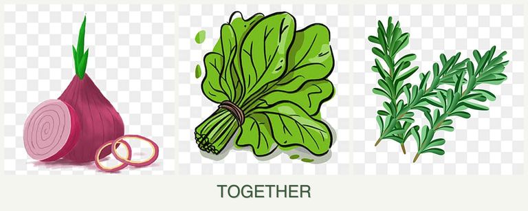 Can you plant onions, spinach and rosemary together?