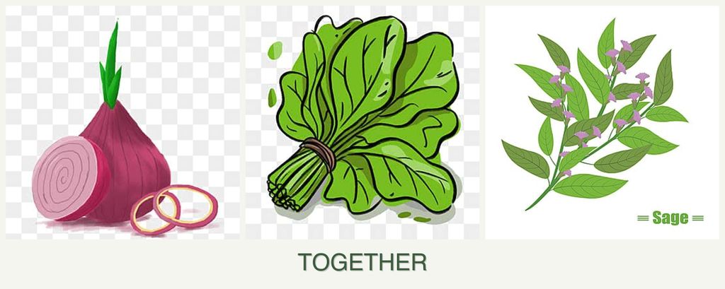 Can you plant onions, spinach and sage together?