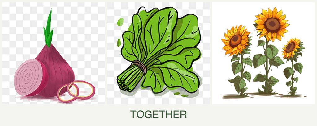 Can you plant onions, spinach and sunflowers together?