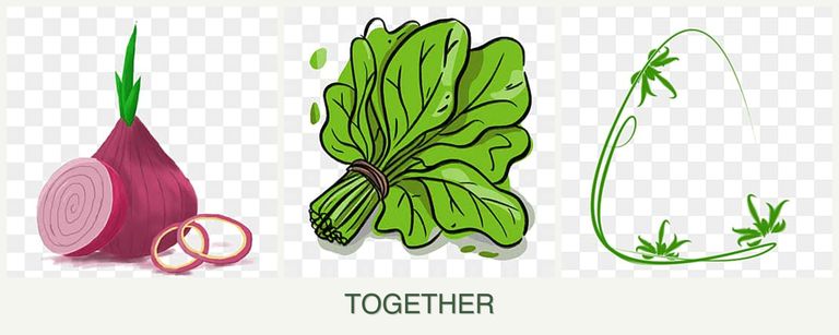 Can you plant onions, spinach and tarragon together?