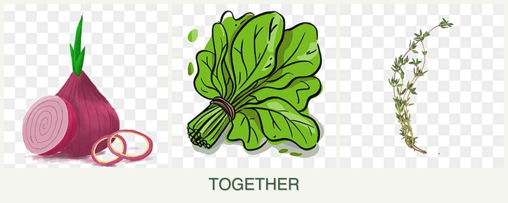 Can you plant onions, spinach and thyme together?