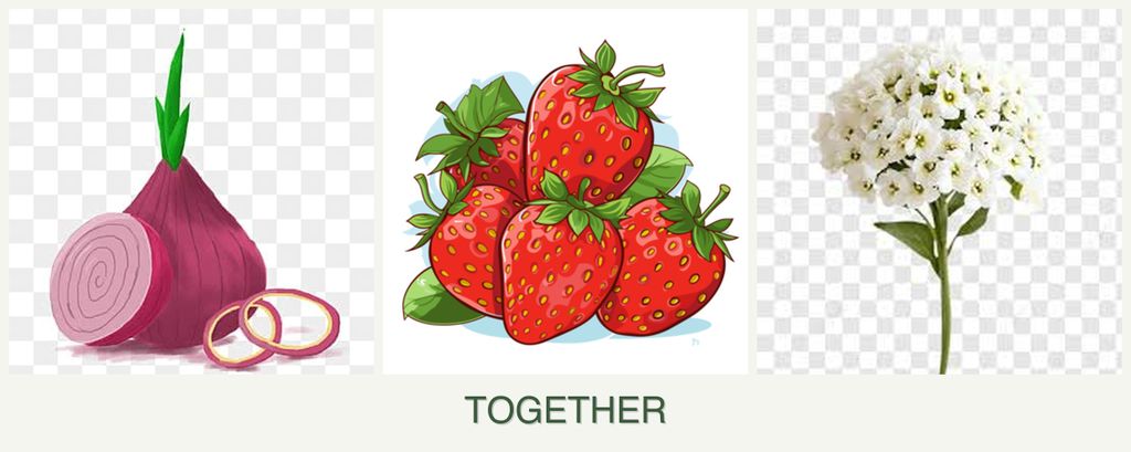 Can you plant onions, strawberries and alyssum together?