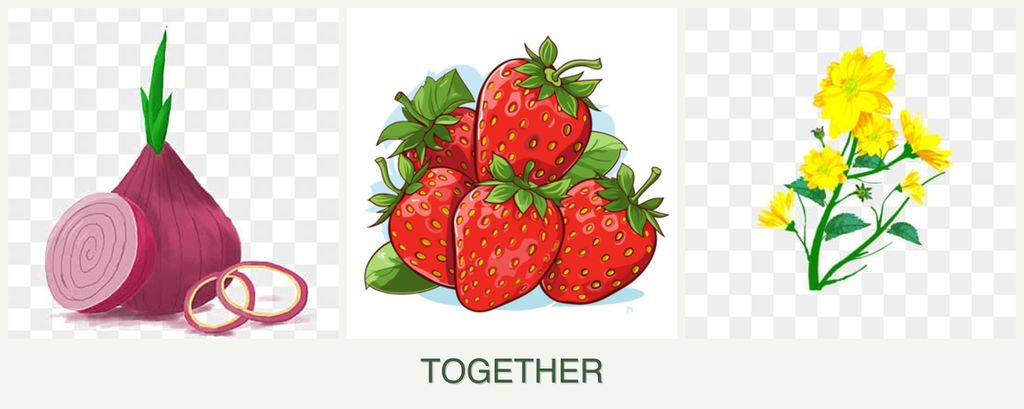 Can you plant onions, strawberries and calendula together?