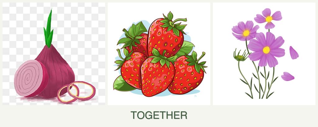Can you plant onions, strawberries and cosmos together?