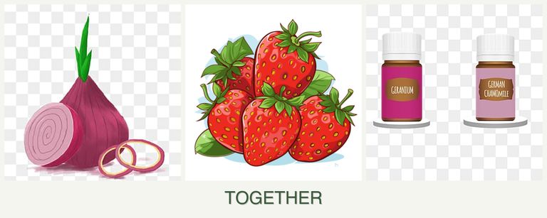 Can you plant onions, strawberries and geraniums together?