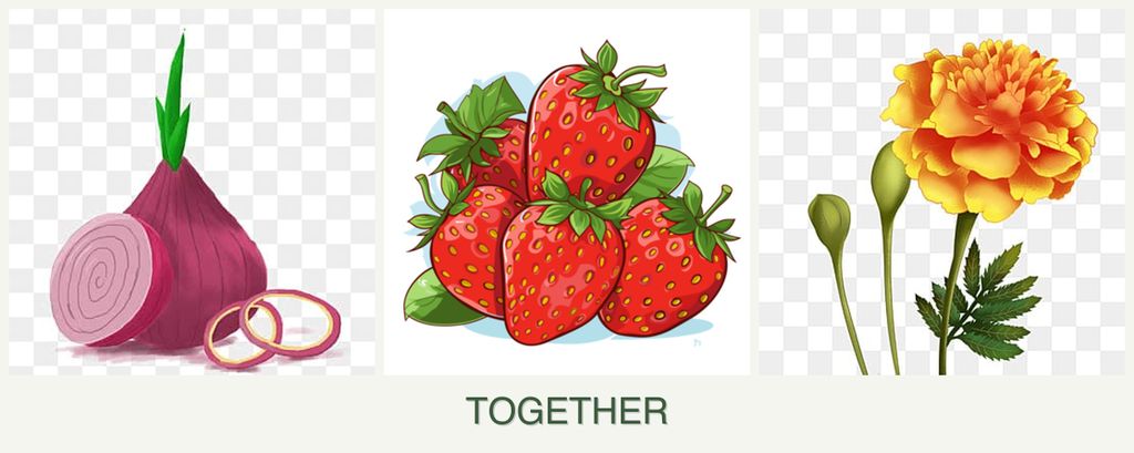 Can you plant onions, strawberries and marigolds together?