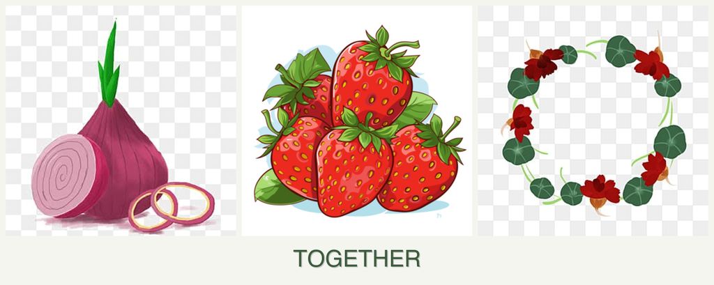 Can you plant onions, strawberries and nasturtiums together?