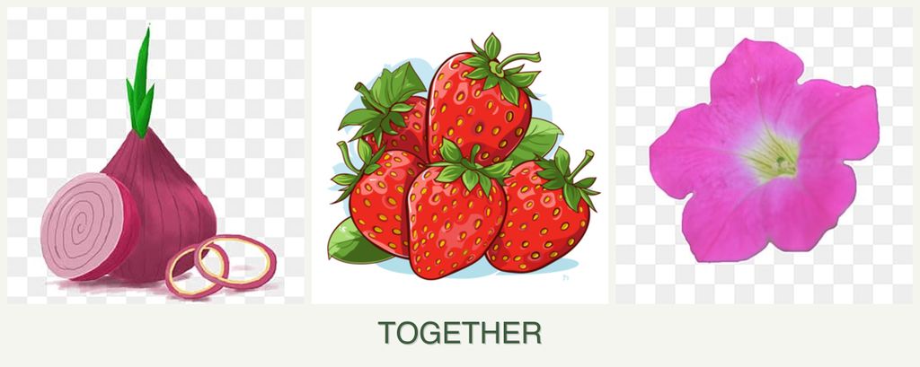 Can you plant onions, strawberries and petunias together?