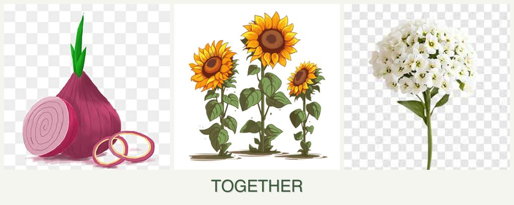 Can you plant onions, sunflowers and alyssum together?