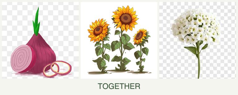 Can you plant onions, sunflowers and alyssum together?