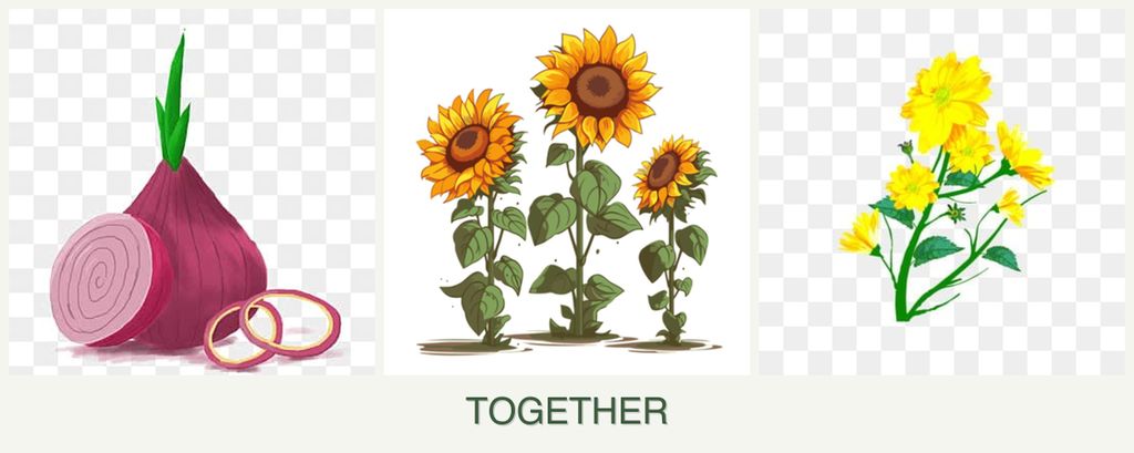 Can you plant onions, sunflowers and calendula together?