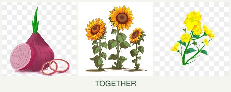 Can you plant onions, sunflowers and calendula together?