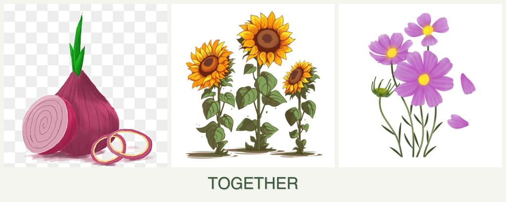 Can you plant onions, sunflowers and cosmos together?