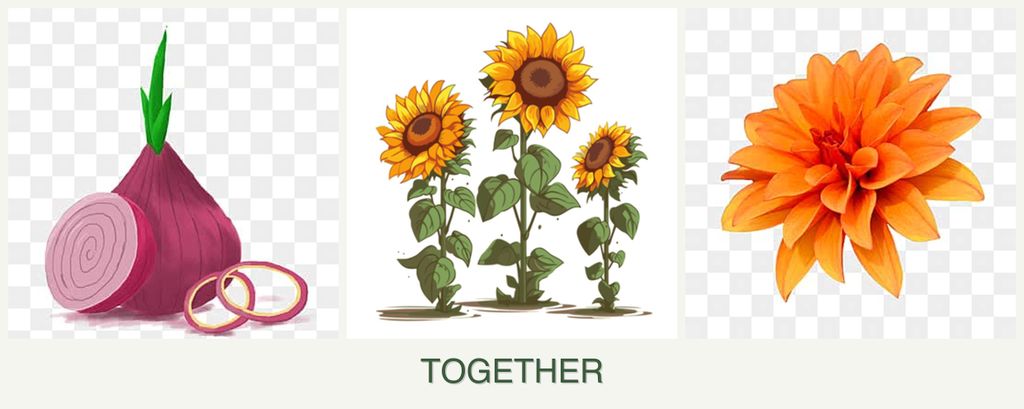 Can you plant onions, sunflowers and dahlias together?