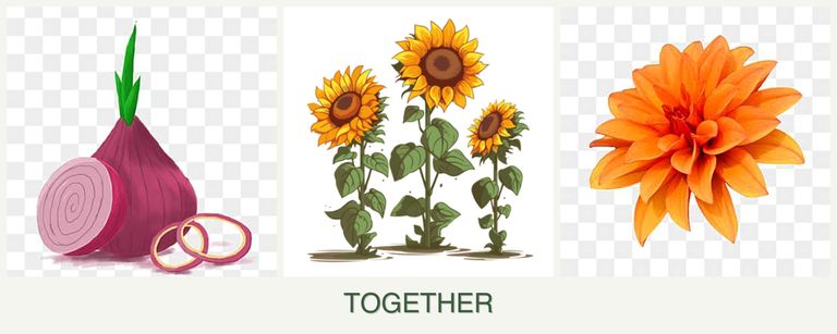 Can you plant onions, sunflowers and dahlias together?