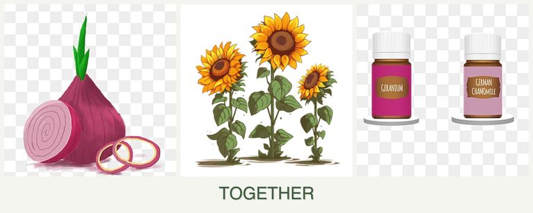 Can you plant onions, sunflowers and geraniums together?