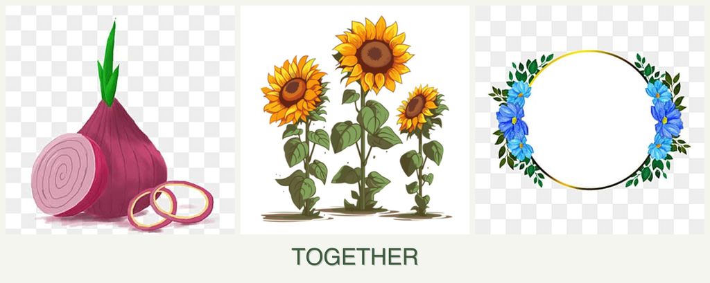 Can you plant onions, sunflowers and zinnias together?