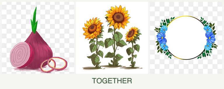Can you plant onions, sunflowers and zinnias together?