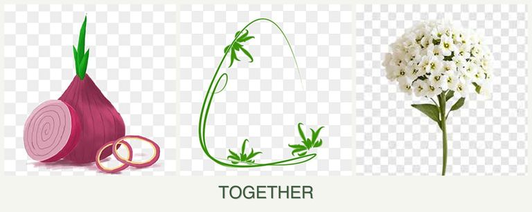 Can you plant onions, tarragon and alyssum together?