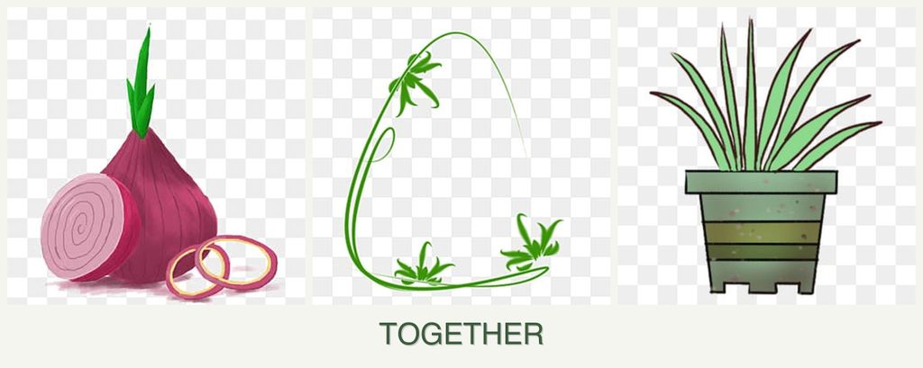 Can you plant onions, tarragon and lemongrass together?