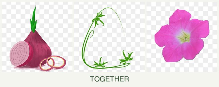 Can you plant onions, tarragon and petunias together?