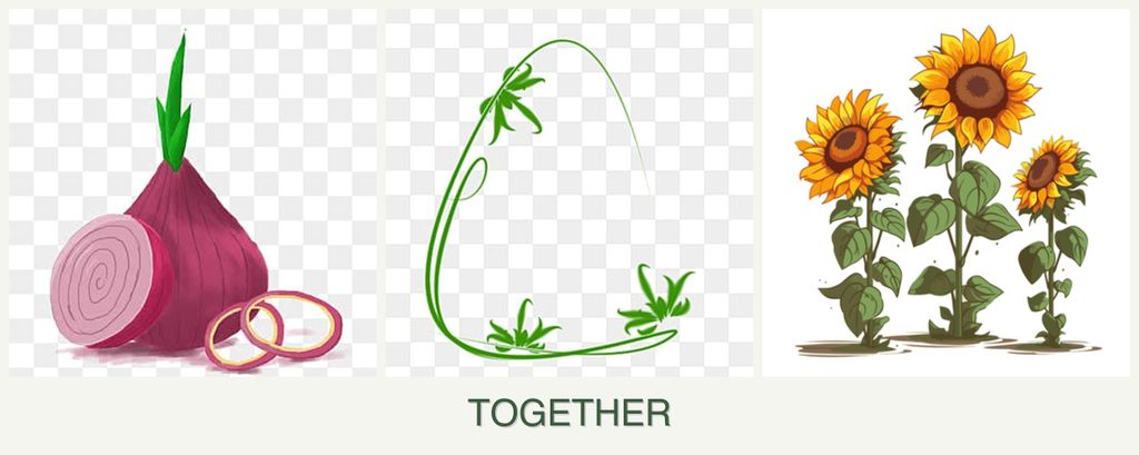 Can you plant onions, tarragon and sunflowers together?