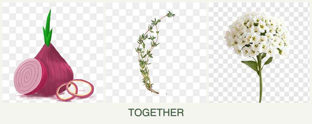 Can you plant onions, thyme and alyssum together?