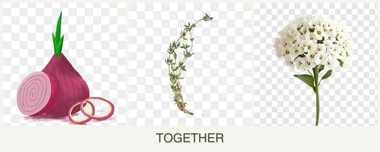 Can you plant onions, thyme and alyssum together?