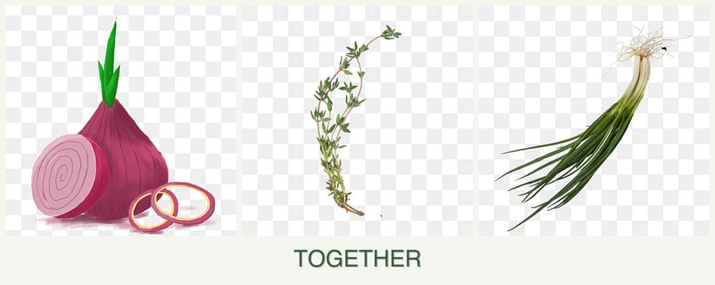 Can you plant onions, thyme and chives together?
