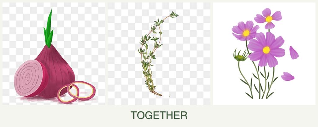 Can you plant onions, thyme and cosmos together?