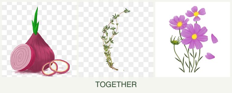 Can you plant onions, thyme and cosmos together?