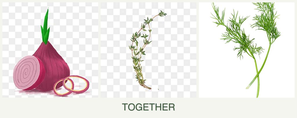 Can you plant onions, thyme and dill together?