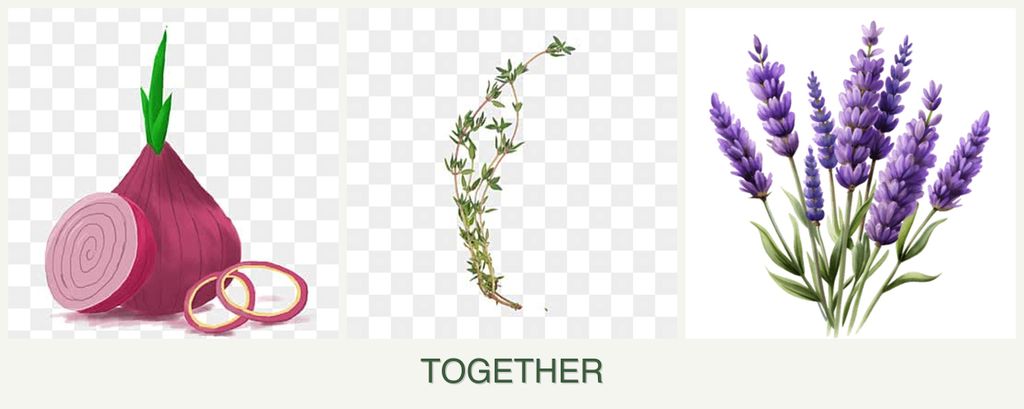 Can you plant onions, thyme and lavender together?