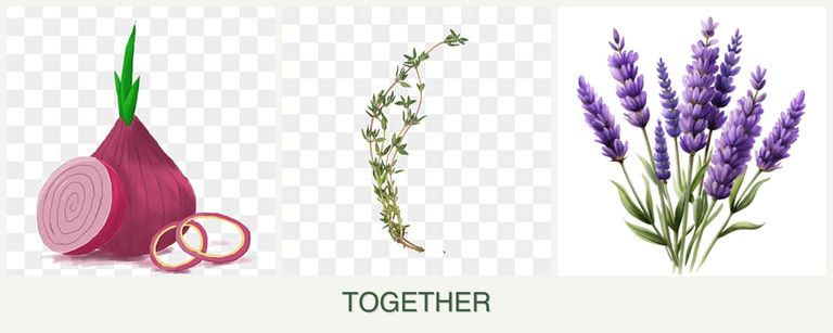 Can you plant onions, thyme and lavender together?