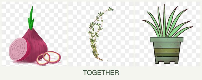 Can you plant onions, thyme and lemongrass together?
